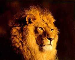 lion pic