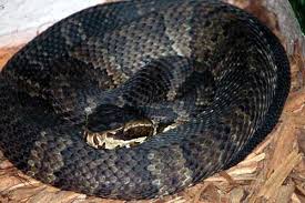 water moccasin pictures