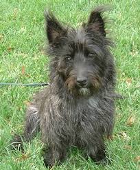 black cairn terrier