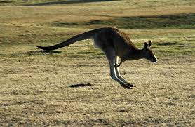 eastern grey kangaroo