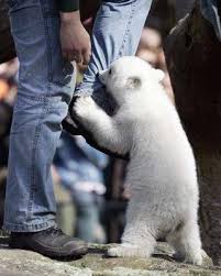 knut the bear