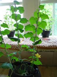growing squash