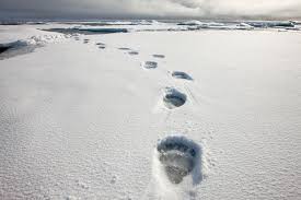 polar bear prints