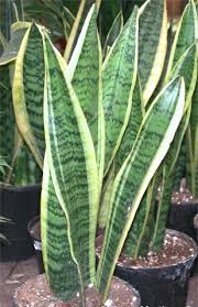 motherinlaw plant