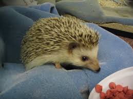 hegehog