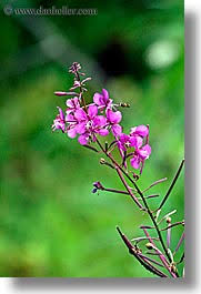 alaska flowers