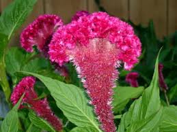cockscomb plant