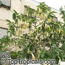brugmansia tree