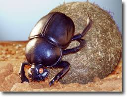dung beetle