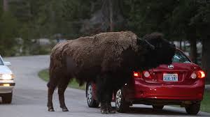 car shammy