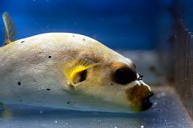 dogface puffer