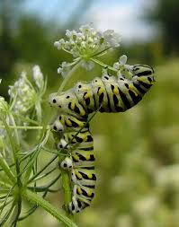 swallowtail caterpillars