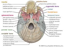 anatomy skull model