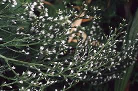 goniolimon tataricum