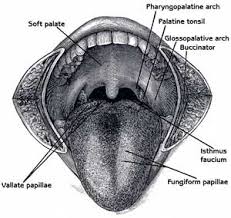 soft palate