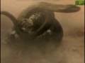 anaconda vs jaguar