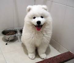 dog for