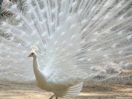 peacock pictures
