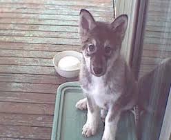 native american dogs