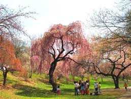 chinese cherry blossom trees
