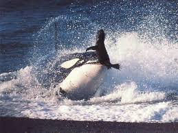 killer whale wallpapers