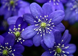 blue flower images