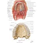 hard palate