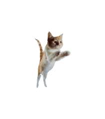 gifs anime