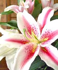 flower encyclopedia with pictures