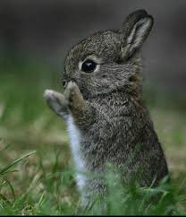 Operation Bunny in full