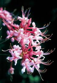 native azaleas