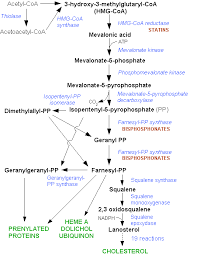 hmg coa reductase