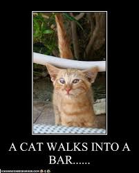 funny cat posters
