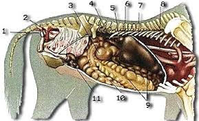 equine colic