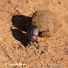 dung beetle