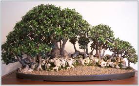 bonsai plants