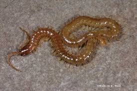 centipeds
