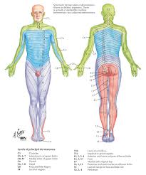 pilates anatomy