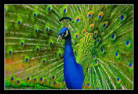 peacock pictures