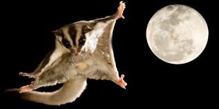 sugar gliders