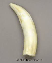 croc teeth