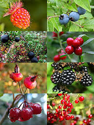 alaska berry