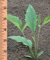 coneflower plants