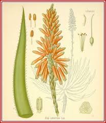 aloe seeds