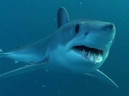 mako shark