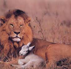 lion pic