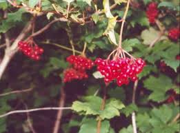 guelder