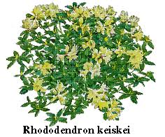 flame creeper azalea
