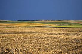 the wheat field