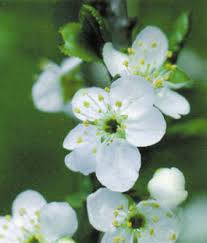 cherry plum